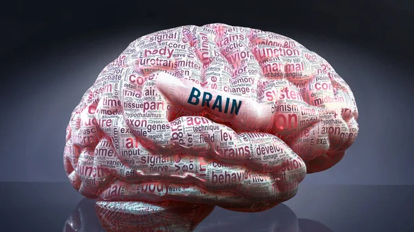 Cerebro Cerebro Humano Cientos Términos Cruciales Relacionados Con Cerebro Proyectado — Foto de Stock