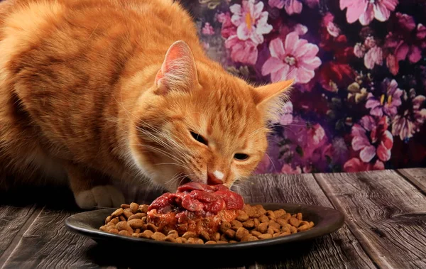 Rote Katze Frisst Katzenfutter Jahres Geburtstagstorte Für Eine Katze Mit — Stockfoto
