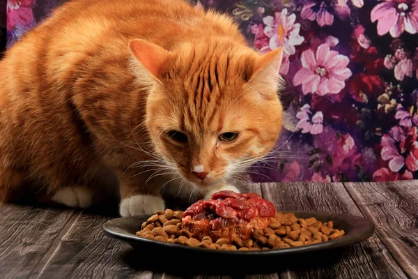 Rote Katze Frisst Katzenfutter Jahres Geburtstagstorte Für Eine Katze Mit — Stockfoto