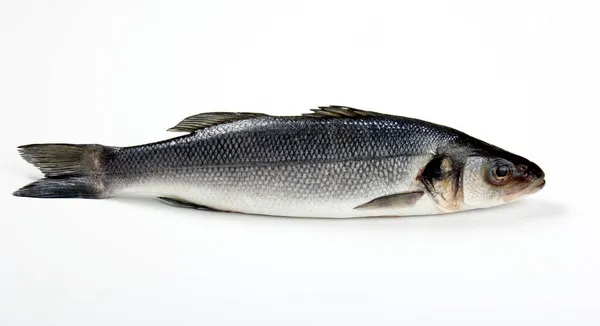 Pesce Branzino Crudo Isolato Sfondo Bianco — Foto Stock