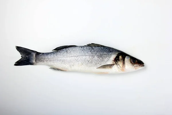 Pesce Branzino Crudo Isolato Sfondo Bianco — Foto Stock
