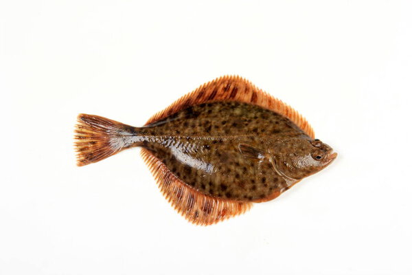 Flounder fish isolated on a white background. Fresh baltic flounder 