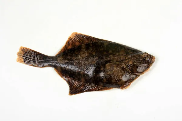 Flundra Fisk Isolerad Vit Bakgrund Rödspätta Färsk — Stockfoto