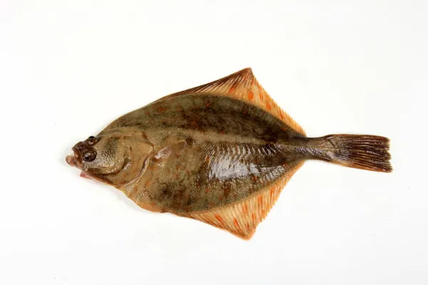 Ryby Storni Odizolowane Białym Tle Flądra Bałtycka Świeża — Zdjęcie stockowe