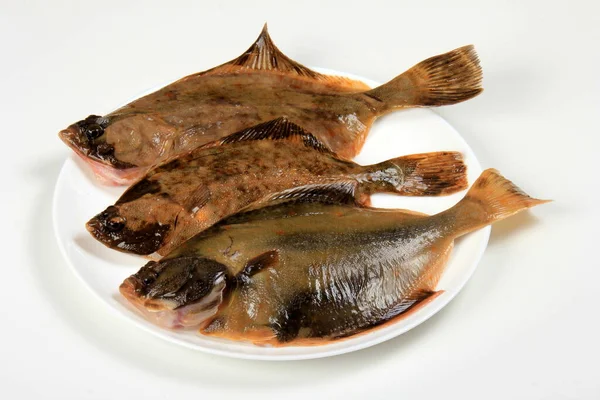 Ikan Apung Piring Putih Terisolasi Pada Latar Belakang Putih Flounder — Stok Foto