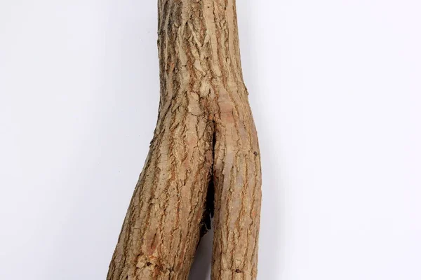 Fragment Tree Trunk Looks Female Body White Background Symbolizes Women — Stock Photo, Image