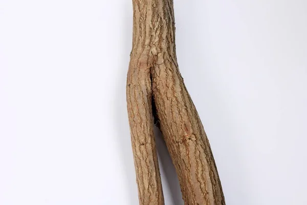 Ağaç Gövdesinin Bir Parçası Beyaz Arka Planda Bir Kadın Vücuduna — Stok fotoğraf