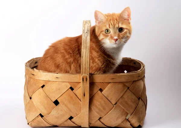 Eine Rote Katze Sitzt Einem Alten Korb Aus Weidenholz — Stockfoto