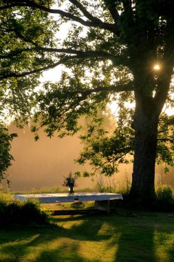 A large wooden table with a white tablecloth and a vase of meadow flowers stands in a green meadow under large trees on the shore of a lake, a Summer Solstice food table in the yellow sunset light