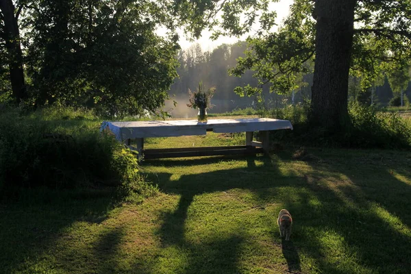 Large Wooden Table White Tablecloth Vase Meadow Flowers Stands Green — Fotografia de Stock