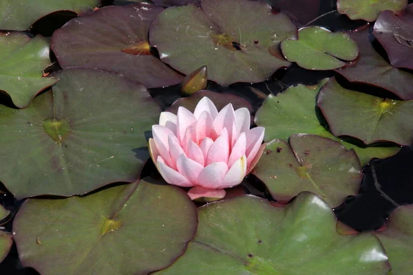 Pink Water Lily Flowers Garden Pond Summer — Stock Photo, Image