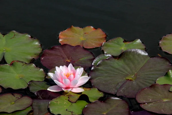 Pink Water Lily Flowers Garden Pond Summer — Stockfoto