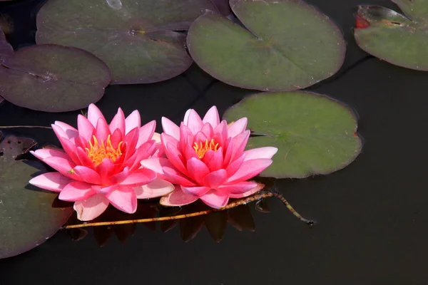 Pink Water Lily Flowers Garden Pond Summer — Stock Photo, Image