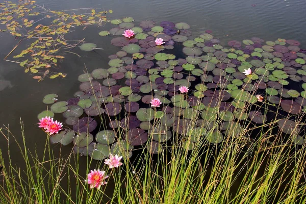 Růžová Voda Lilie Květiny Zahradním Jezírku Během Léta — Stock fotografie