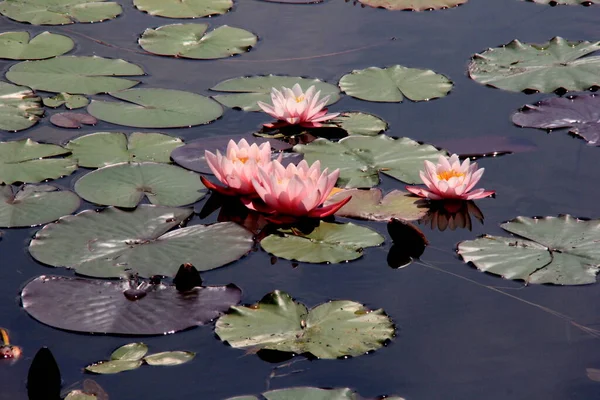 Pink Water Lily Flowers Garden Pond Summer — Stock Photo, Image