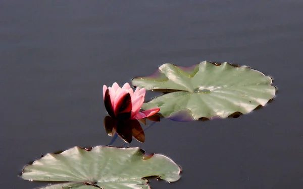 Flores Lírio Água Rosa Lagoa Jardim Durante Verão — Fotografia de Stock