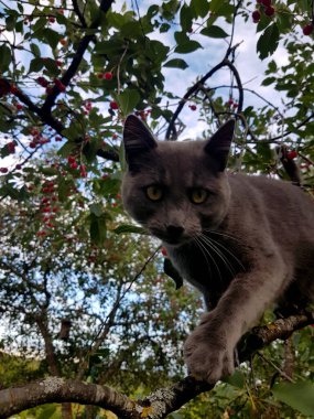 Sarı gözlü, kısa saçlı gri bir kedi kiraz ağacında oturur. Kırmızı kiraz çileği