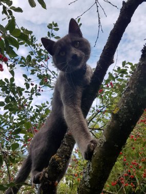 Sarı gözlü, kısa saçlı gri bir kedi kiraz ağacında oturur. Kırmızı kiraz çileği