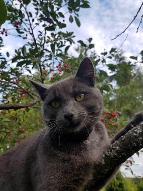 Sarı gözlü, kısa saçlı gri bir kedi kiraz ağacında oturur. Kırmızı kiraz çileği