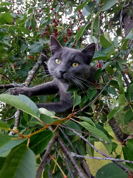 Gray Short Haired Cat Yellow Eyes Sits Cherry Tree Red — ストック写真