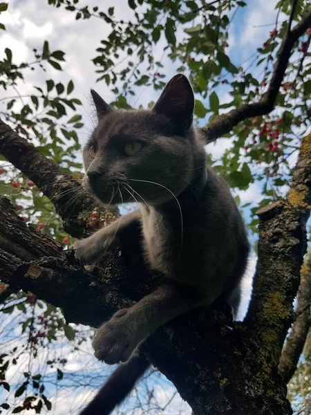 Gato Cabelos Curtos Cinza Com Olhos Amarelos Senta Uma Árvore — Fotografia de Stock