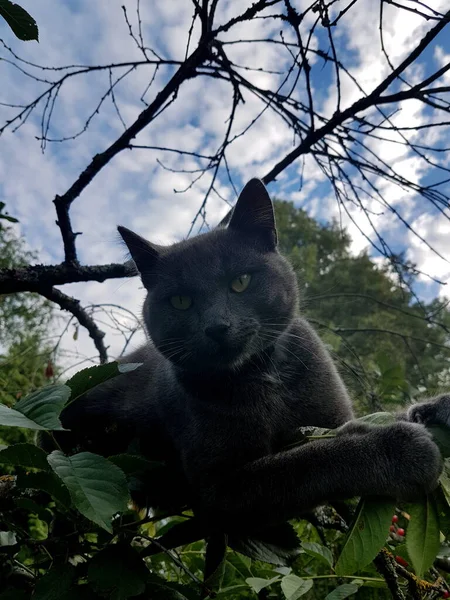 Třešňovém Stromě Sedí Šedovlasá Kočka Žlutýma Očima Červené Třešně — Stock fotografie
