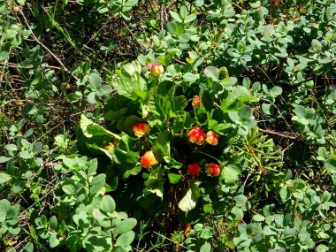             Letonya 'daki ormanda bulut çileği yetişiyor. Bulut çileği bataklıkta büyüyor.                   