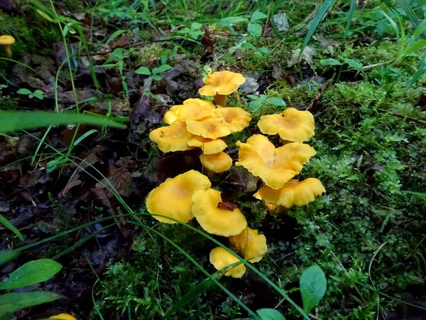 Beautiful Chanterelle Mushrooms Forest Cantharellus Cibarius Mushrooms Growing Forest Autumn — 스톡 사진