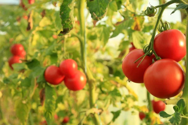 Ripe Red Tomatoes Farm Greenhouse — Stockfoto