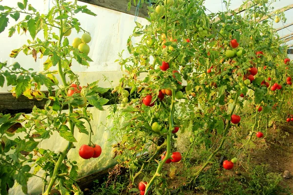 Ripe Red Tomatoes Farm Greenhouse — Stockfoto