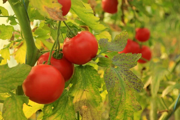 Ripe Red Tomatoes Farm Greenhouse — Foto Stock