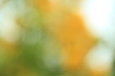 Yellow and white flower blur texture for background