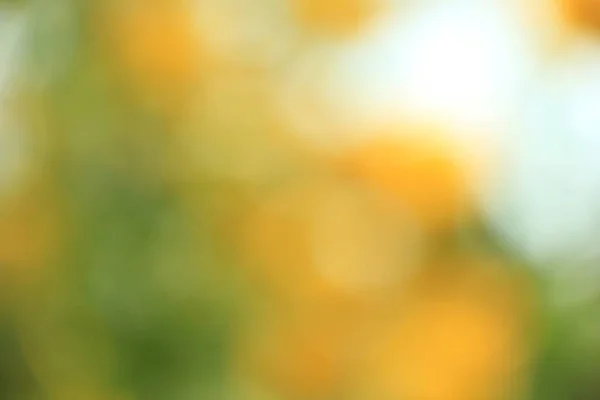 Yellow White Flower Blur Texture Background — Foto Stock