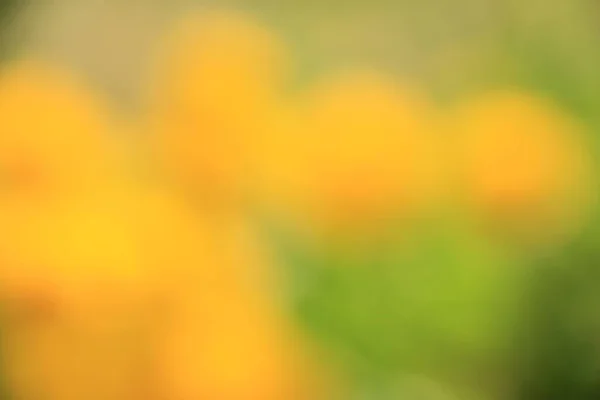 Yellow White Flower Blur Texture Background — Stockfoto