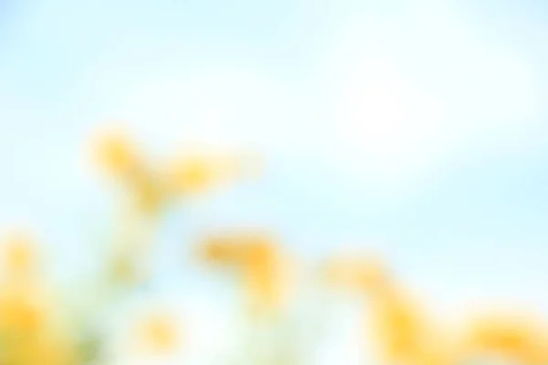 Yellow White Flower Blur Texture Background — Foto Stock