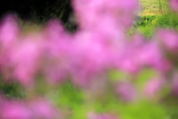 Purple Green Flower Blur Texture Background — Fotografie, imagine de stoc