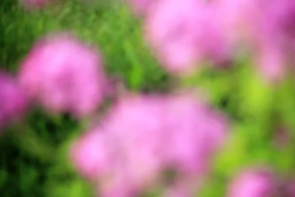 Μωβ Και Πράσινο Λουλούδι Θαμπάδα Υφή Για Φόντο — Φωτογραφία Αρχείου