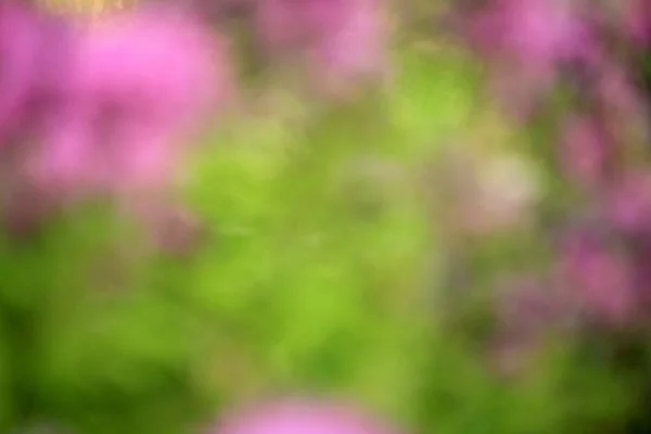 Purple Green Flower Blur Texture Background — 图库照片
