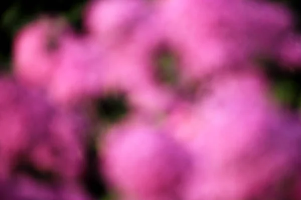 Purple Green Flower Blur Texture Background — Stock Photo, Image