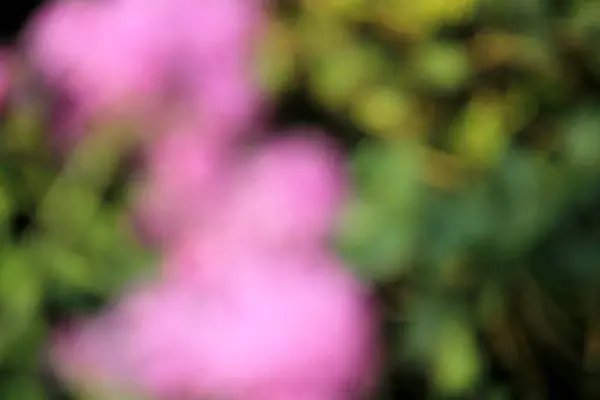 Purple Green Flower Blur Texture Background — Fotografia de Stock