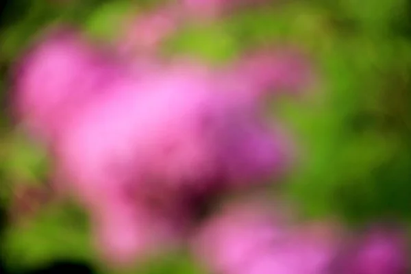 Purple and green flower blur texture for background