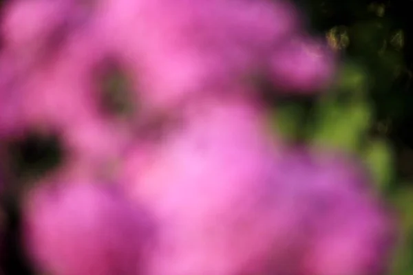Μωβ Και Πράσινο Λουλούδι Θαμπάδα Υφή Για Φόντο — Φωτογραφία Αρχείου