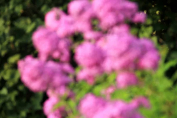 Purple Green Flower Blur Texture Background — Stock Fotó