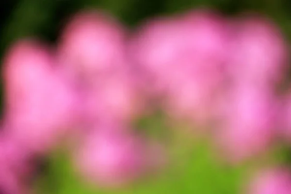Purple and green flower blur texture for background