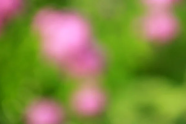 Purple Green Flower Blur Texture Background — Foto Stock