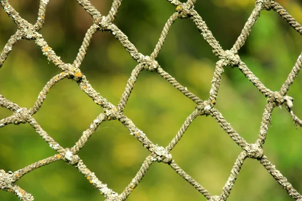 Κοντινό Πλάνο Ενός Παλιού Διχτυού Ένα Πράσινο Θολό Φόντο Επιλεκτική — Φωτογραφία Αρχείου