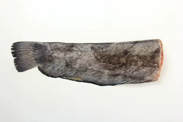 Catfish Silurus Glanis Tail Isolated White Background Close — Fotografia de Stock