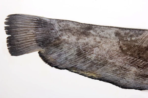 Catfish Silurus Glanis Tail Isolated White Background Close — Stockfoto