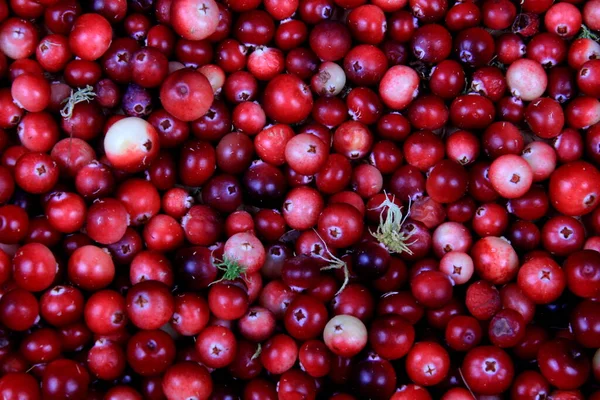 Latar Belakang Cranberry Alami Dengan Lumut Hijau Latar Belakang Berry — Stok Foto