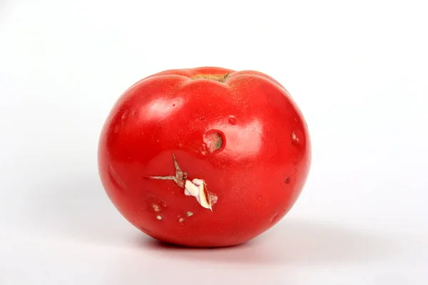 Tomate Gâtée Sur Fond Blanc Champignon Avec Moisissure Sur Légume — Photo